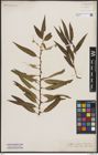 Foto von Salix bonplandiana Kunth